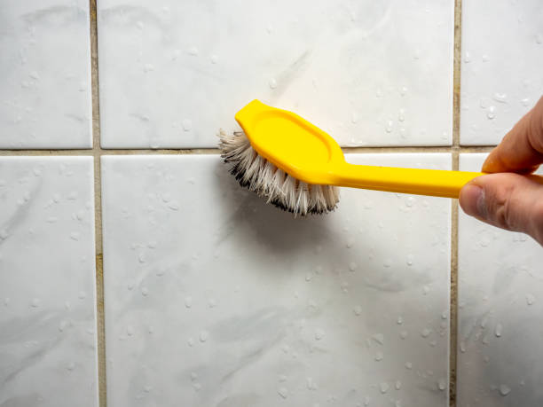 Mold Removal and Inspection in Rock Falls, IL